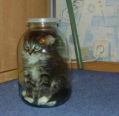 cat in a bottle